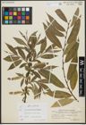Foto von Salix alba L. x Salix pentandra L.